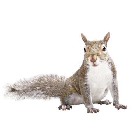 Eastern gray squirrels in Portland OR - Summit Pest Management