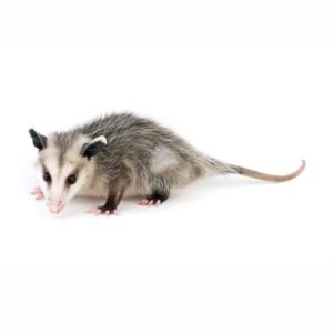 Opossums in Portland OR - Summit Pest Management