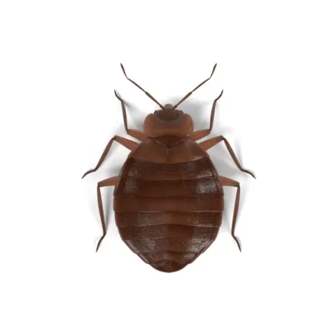 Bed Bugs in Portland OR - Summit Pest Management
