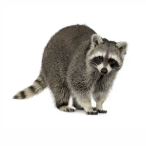 Racoons in Portland OR - Summit Pest Management