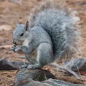 Western Gray Squirrel in Portland OR - Summit Pest Management