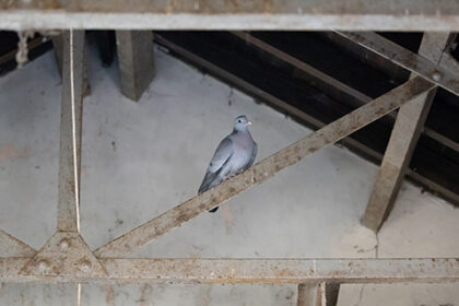 pidgeon in the attic